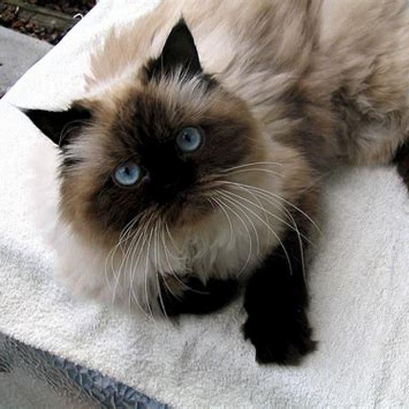 Do Himalayan cats like to be held?
