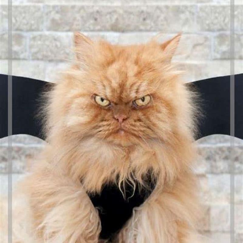 Do Himalayan cats sleep a lot?