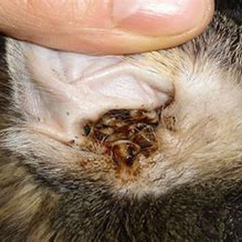 Do I need to take my cat to the vet for an ear infection?