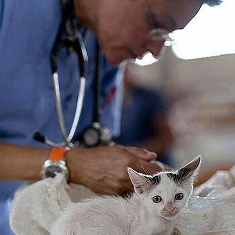 Do indoor cats need rabies shots every year? DIY Seattle