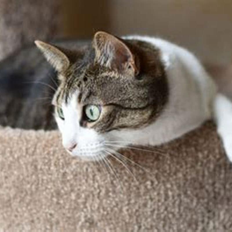 Do male cats spray on female cats?