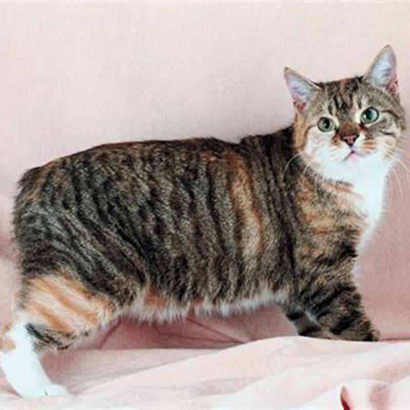 Do Manx cats have shorter lives?