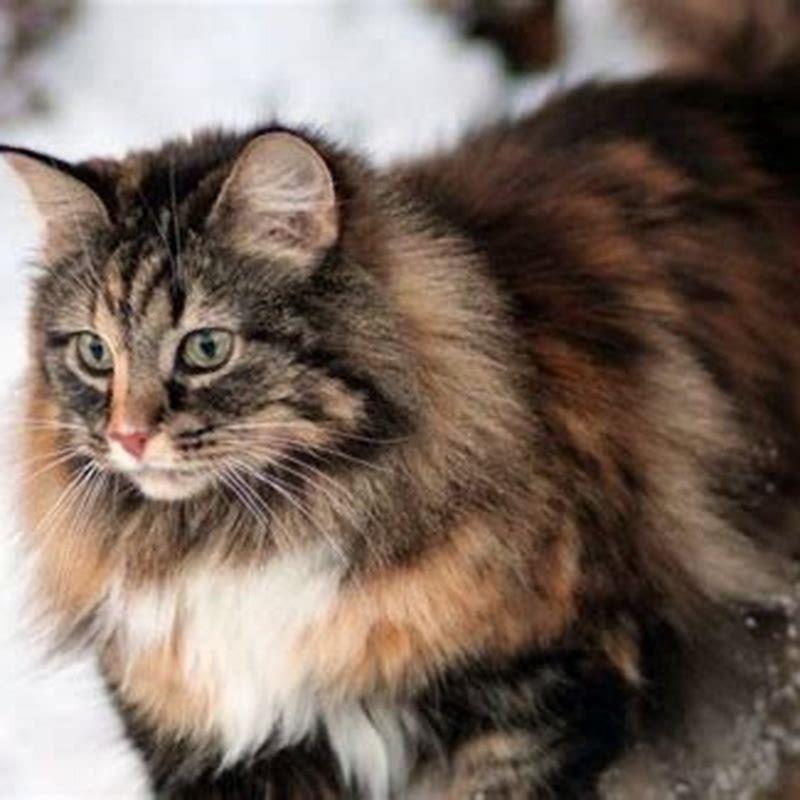 Do Norwegian Forest Cats have health problems?