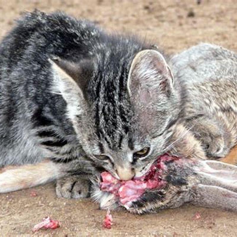 Do Savannah cats eat rabbits?
