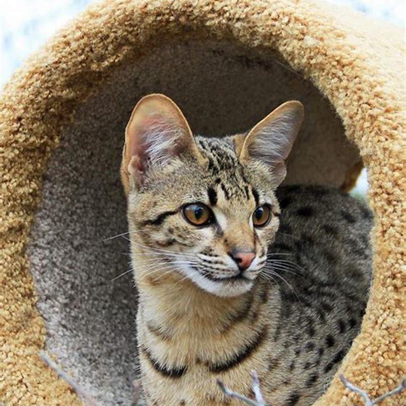Do Savannah cats live longer?