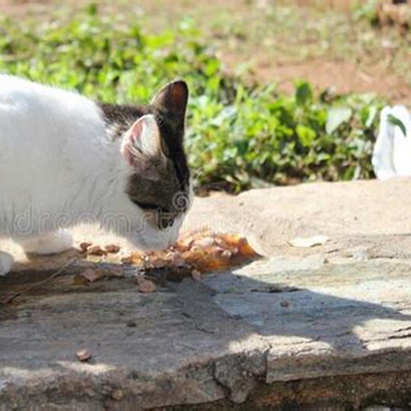 do-stray-cats-eat-cat-food-diy-seattle