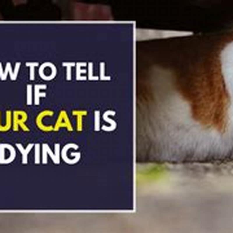 does-a-cat-know-when-its-dying-diy-seattle