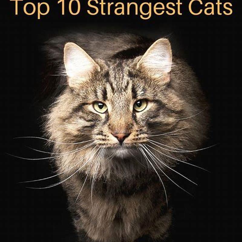 Does cat scent go away?