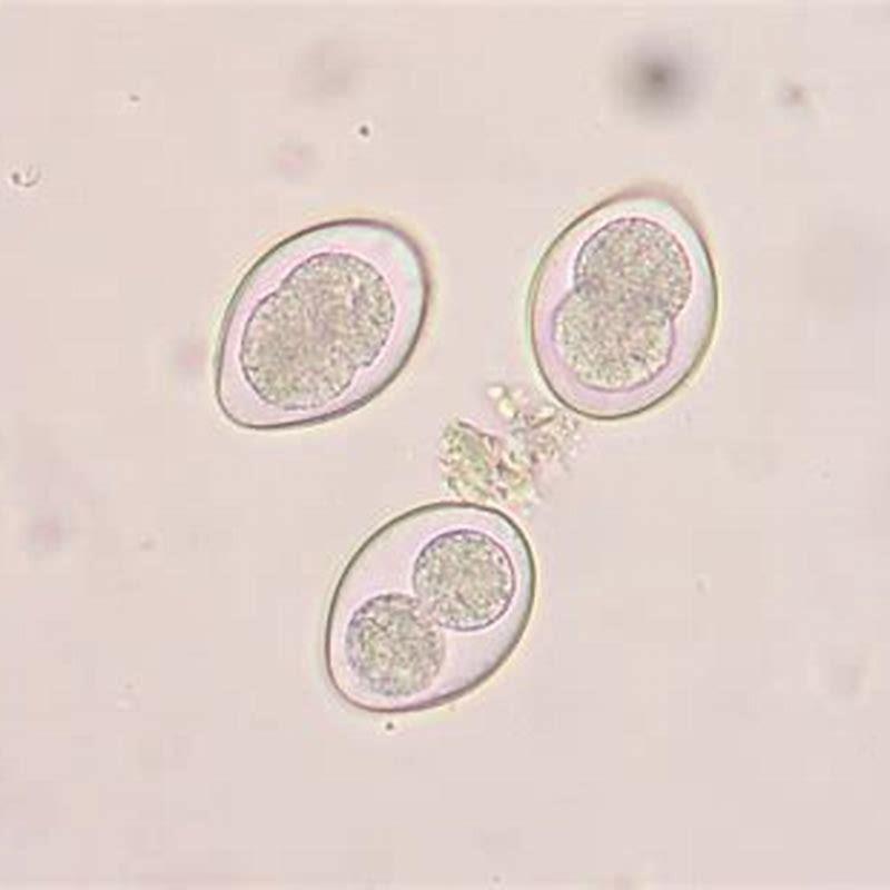 Does Panacur cause loss of appetite in cats?