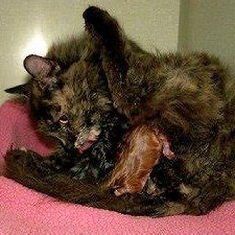 Why Do Cats Eat The Placenta After Birth