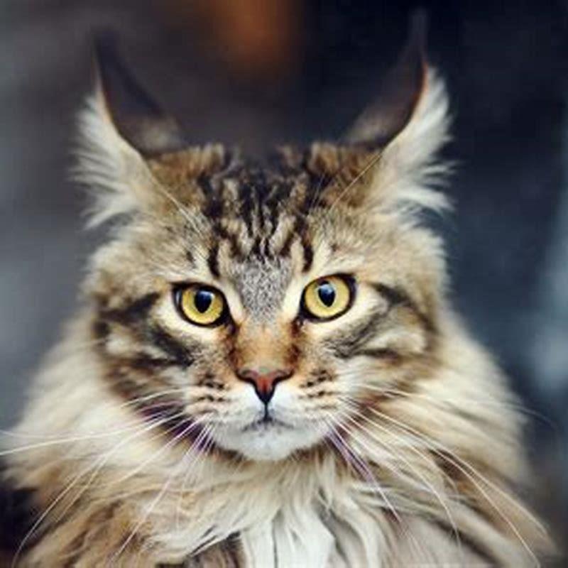 how-are-maine-coon-cats-different-diy-seattle