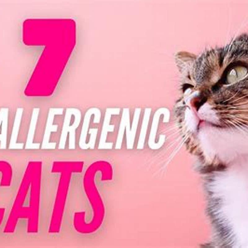 How are people allergic to cats?