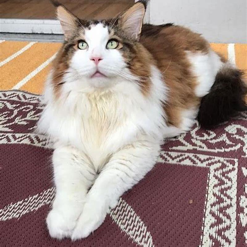 how-big-do-maine-coon-mix-cats-get-diy-seattle