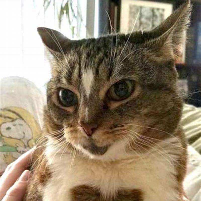 How big is a cat heart?