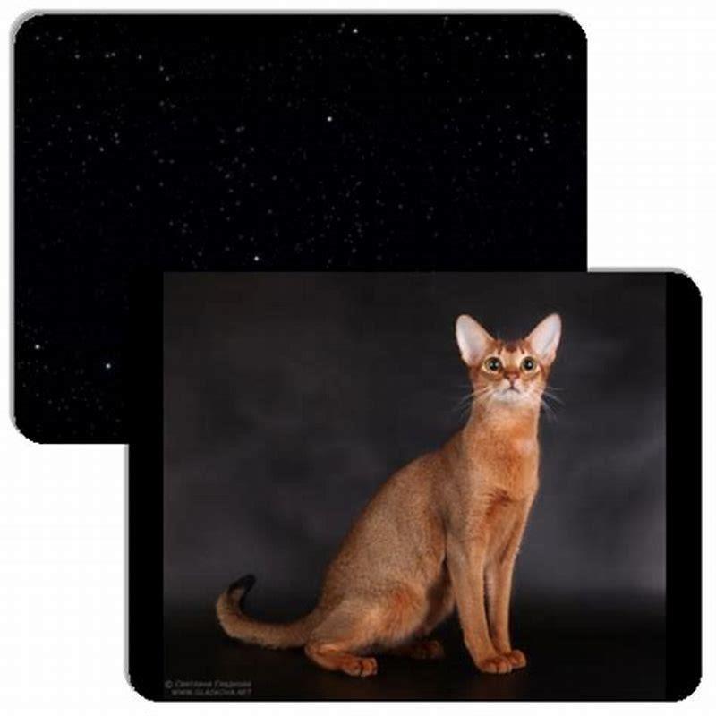 How big is a cats memory?