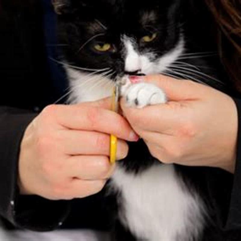 How can I calm my cat to clip her nails?