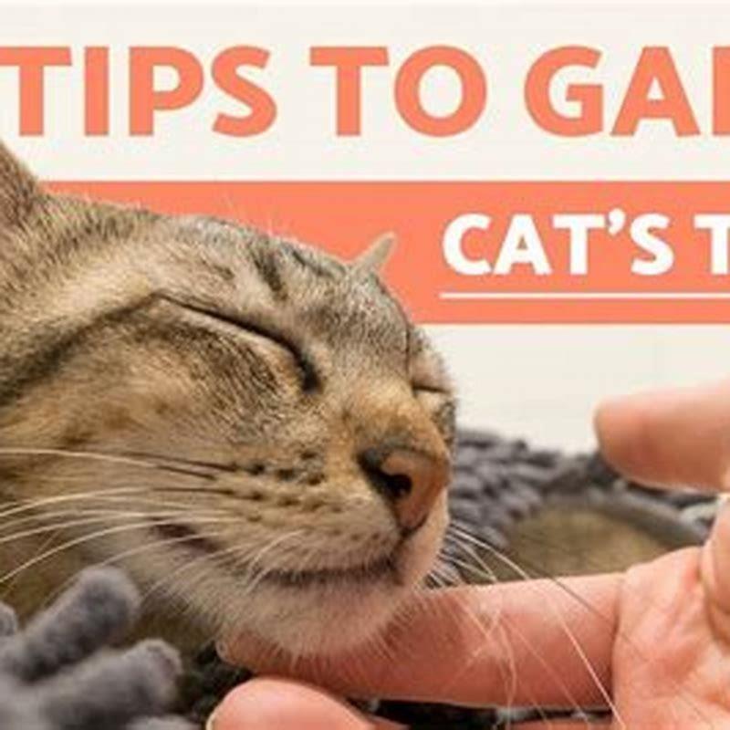 How can I gain my cats Trust fast?
