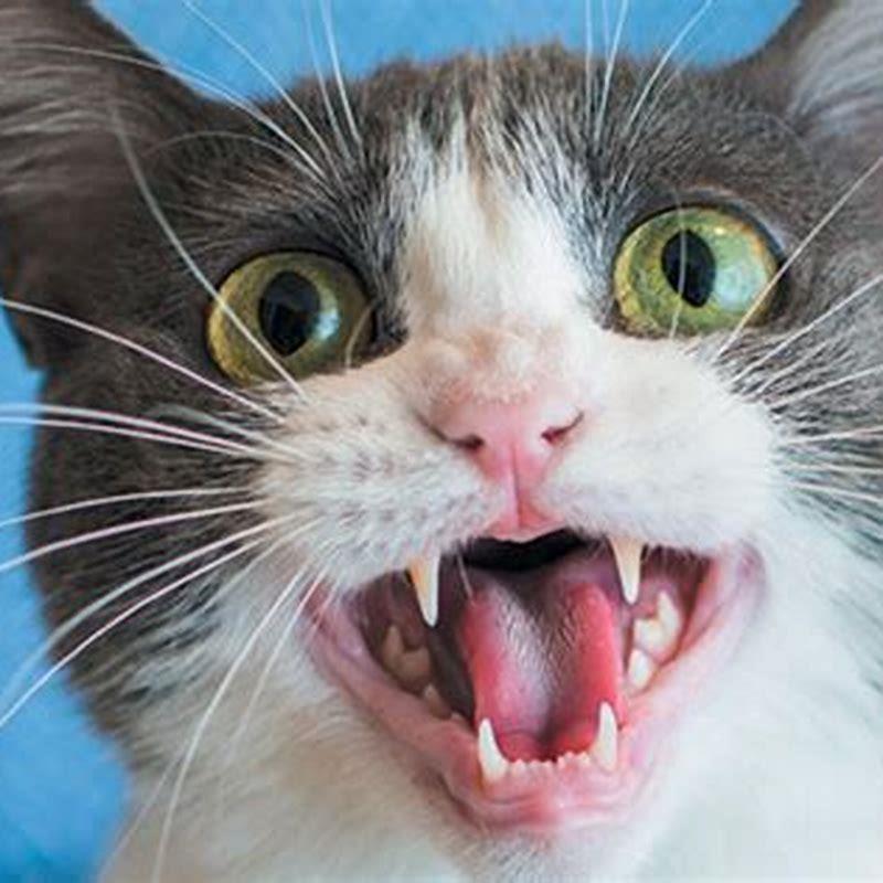 How can I get my cat to stop meowing?