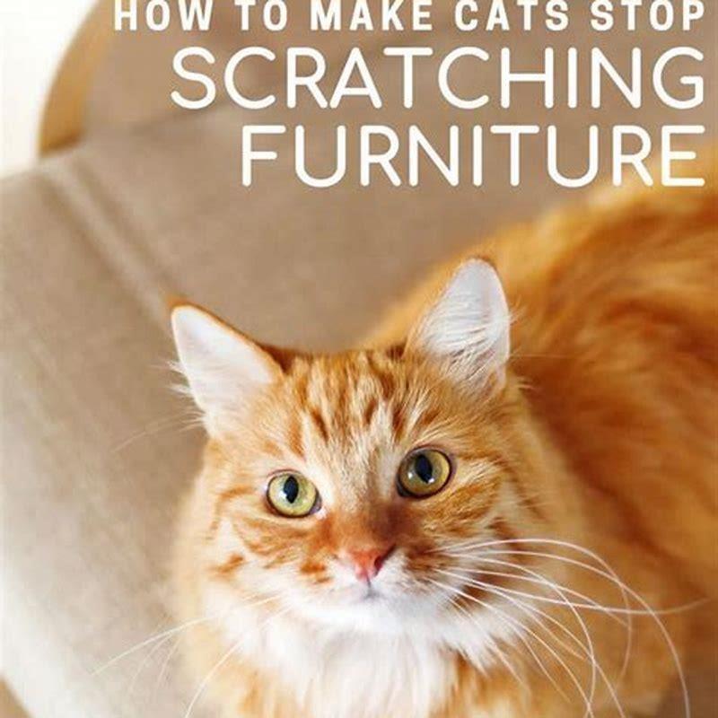 How can I get my cat to stop scratching my cat?