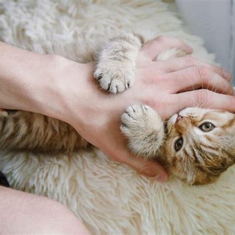 How can I get rid of fleas on my cat overnight?