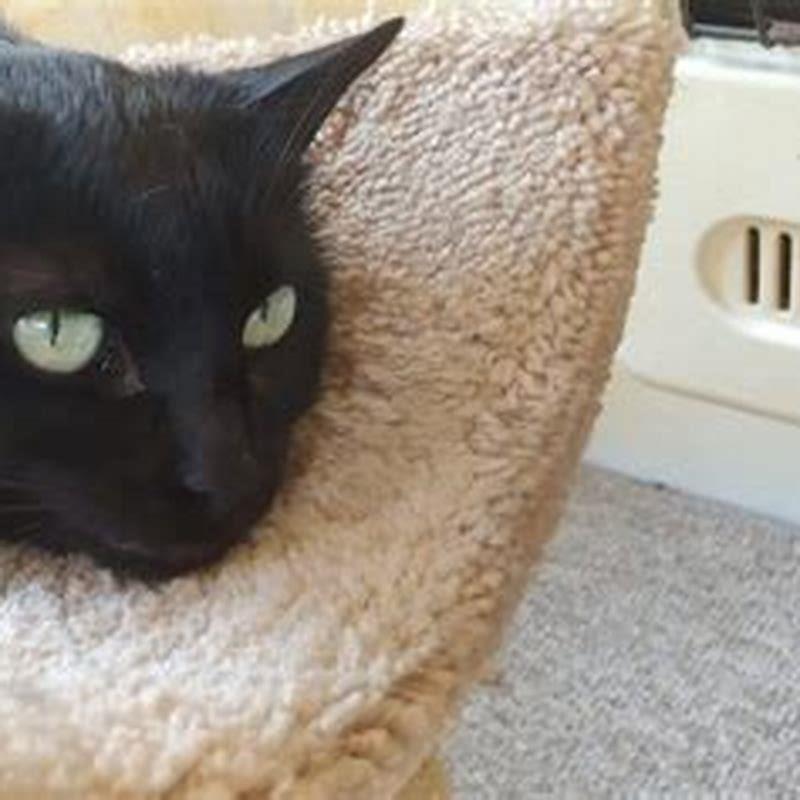 How can I keep my cat from coming upstairs?