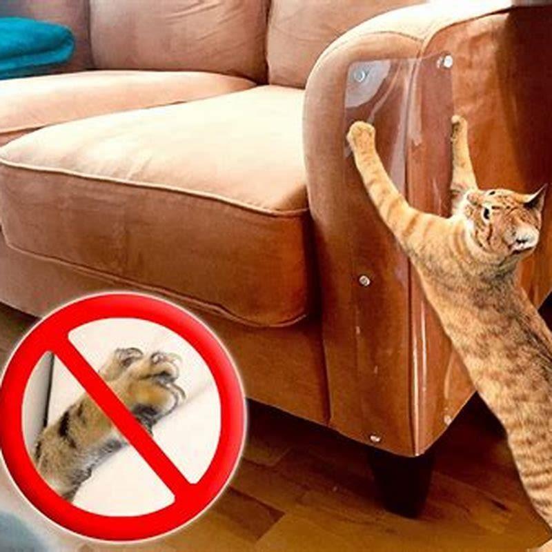 how-can-i-keep-my-cat-off-my-couch-diy-seattle