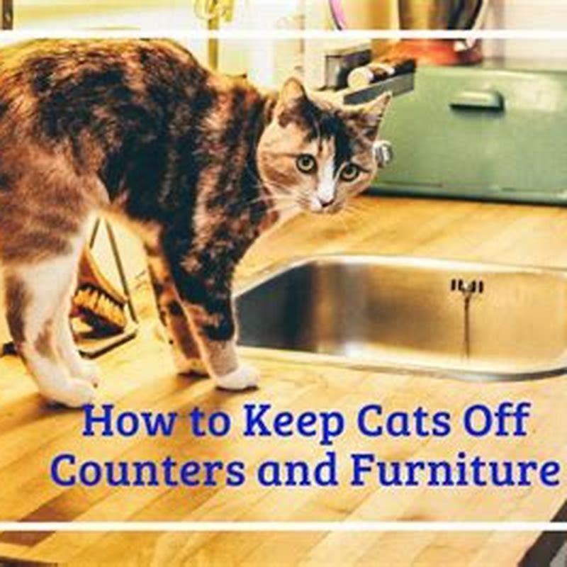 How can I keep my cat off my furniture?