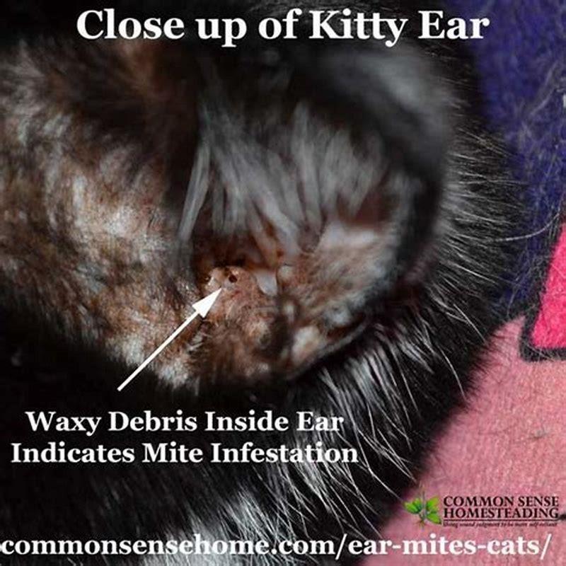 How can I tell if my cat has ear mites at home?