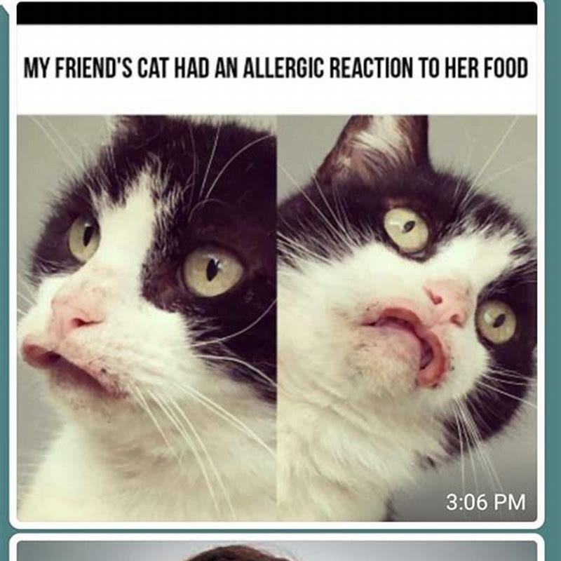 How can I tell if my cat is allergic to his food?