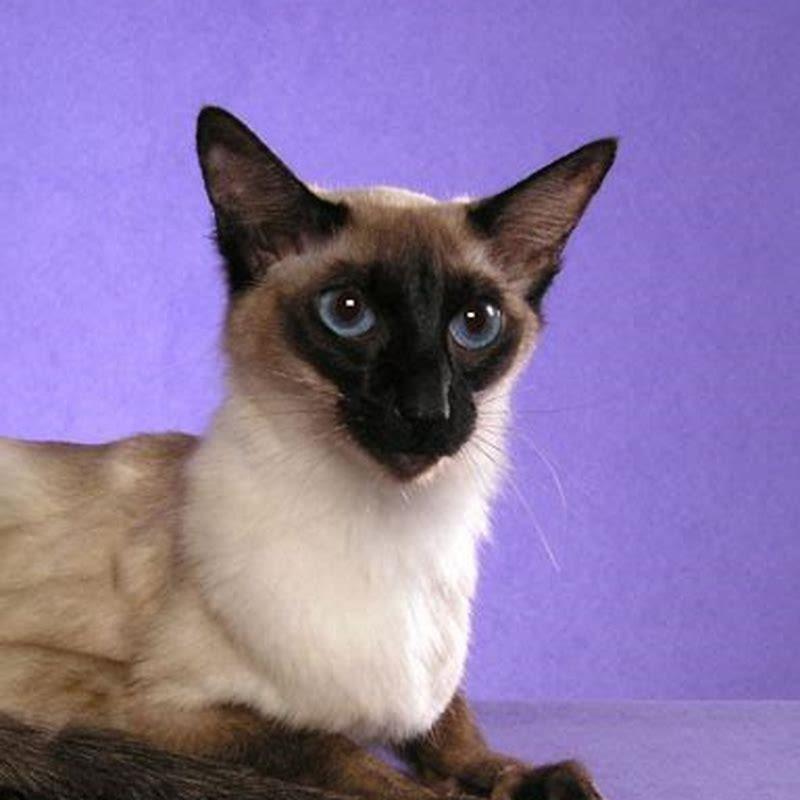 How can I tell if my cat is Balinese?