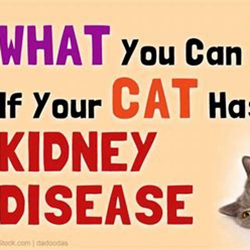 how-to-help-my-cat-with-kidney-failure-at-martin-gould-blog