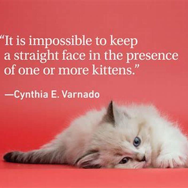 How can you tell a cat is in love with another cat?