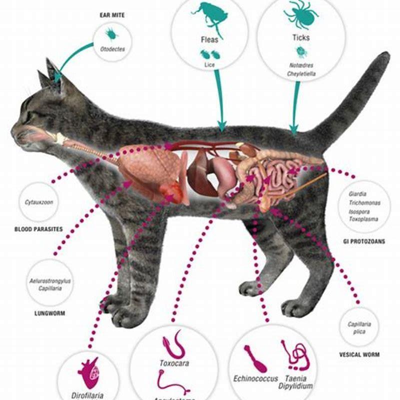 How can you tell if a cat has a parasite?