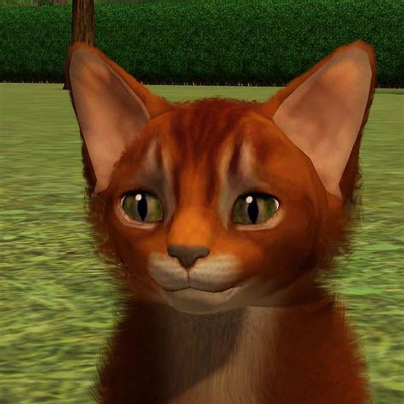 How can you tell if a cat is Somali?