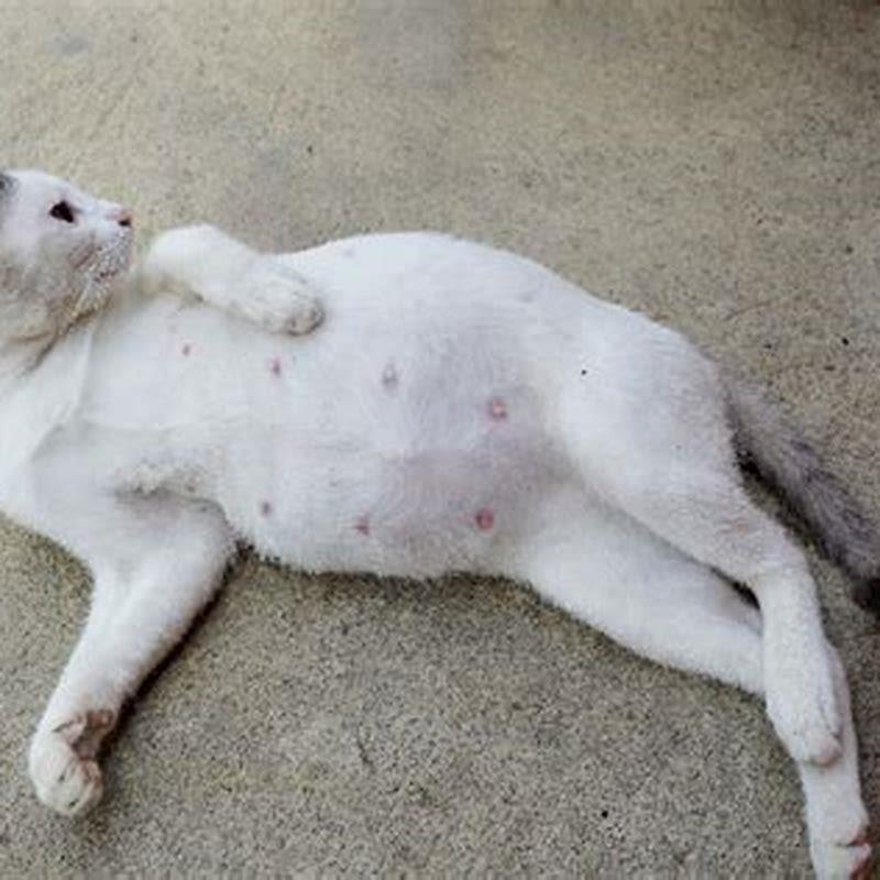 How can you tell if a female cat is pregnant?