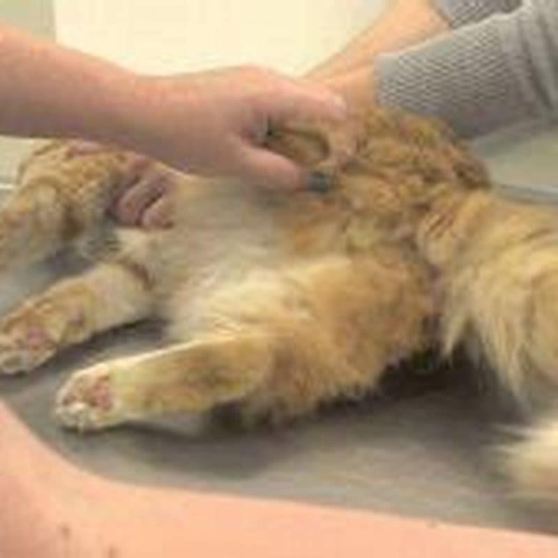 How can you tell if a male cat is spraying?