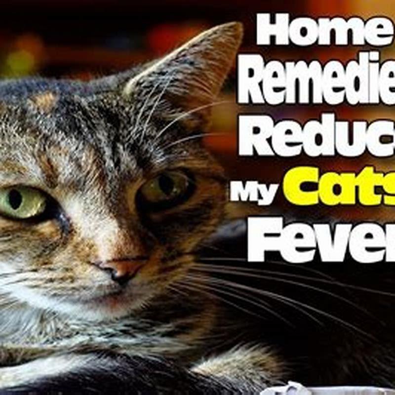 How can you tell if cat has a fever?