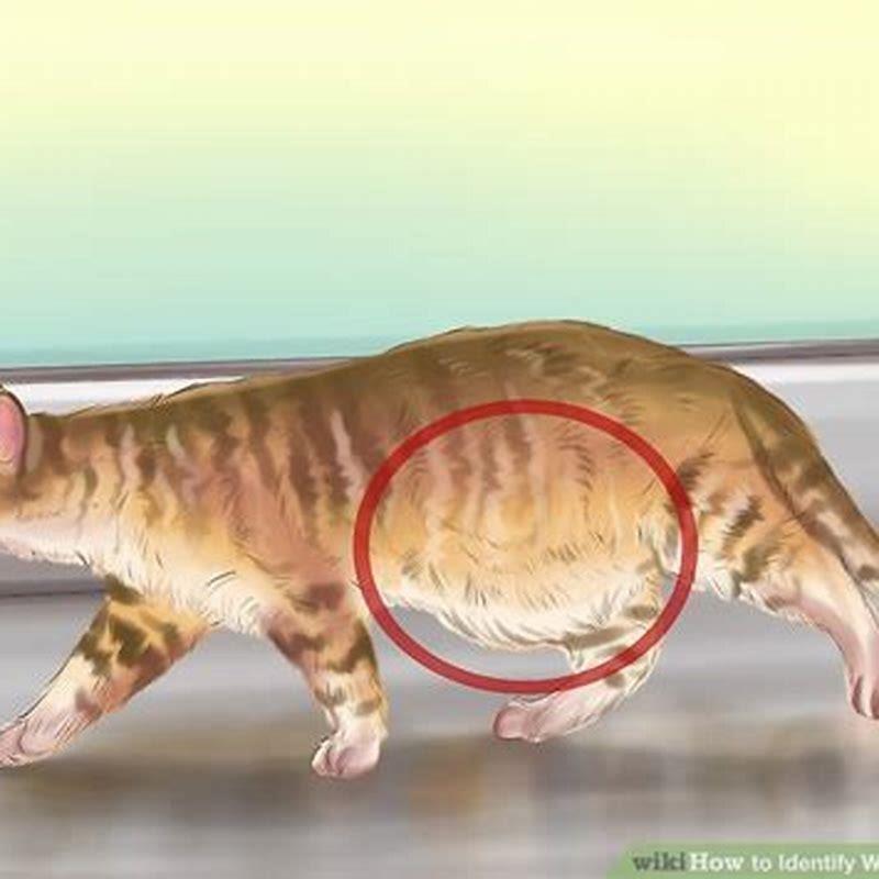 How can you tell if your cat has worms?