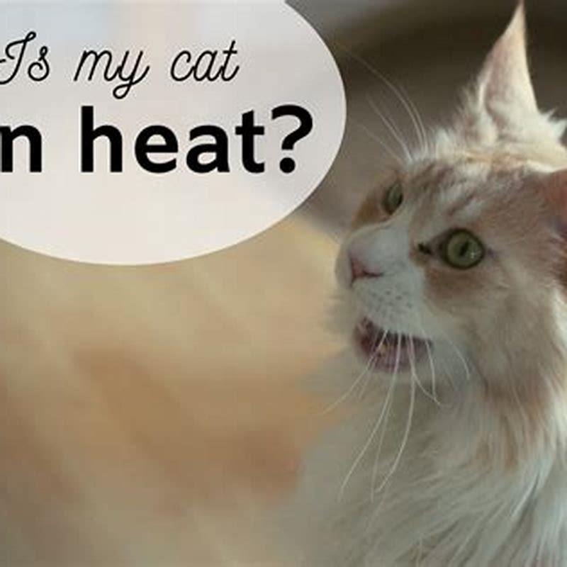 How can you tell when a cat is in heat?