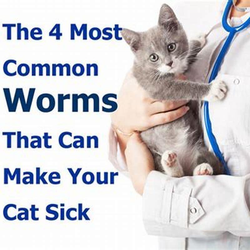 what-happens-to-cats-if-worms-are-left-untreated-diy-seattle