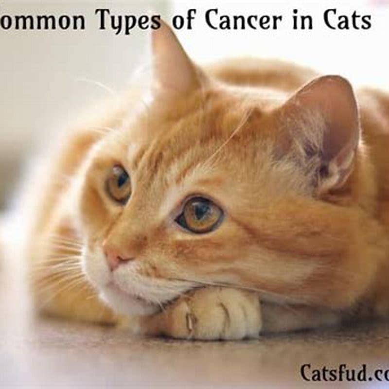 how-common-is-cancer-in-cats-diy-seattle