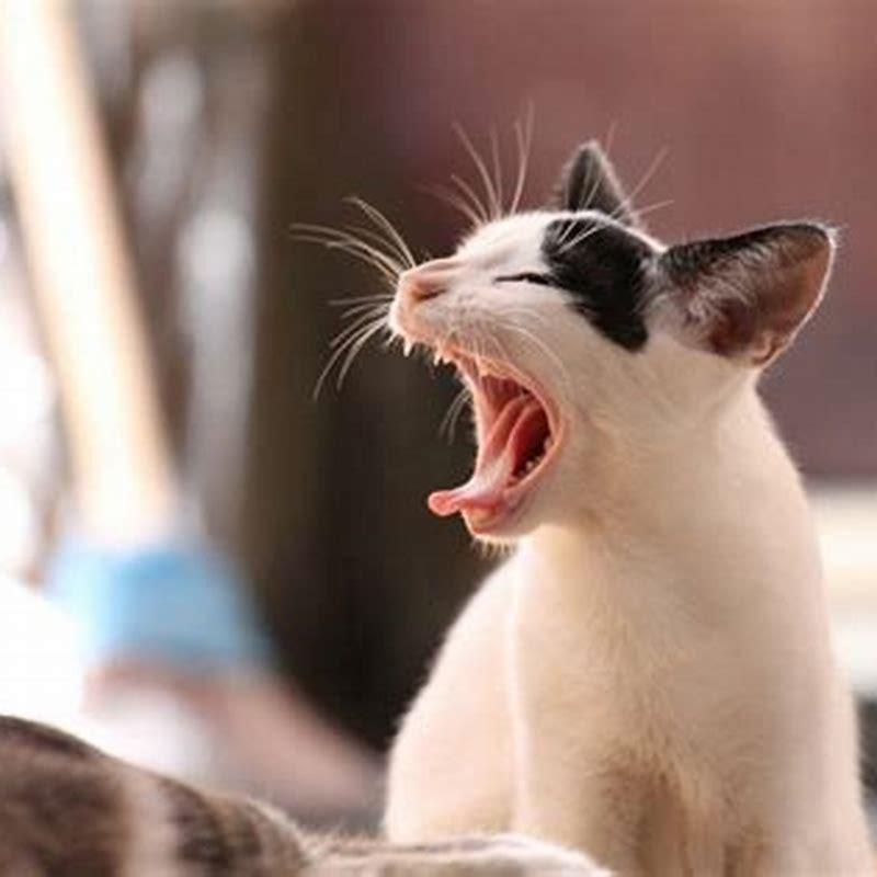 How did cats become small and domesticated?