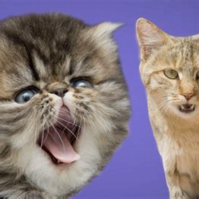 How did domestic cats start?