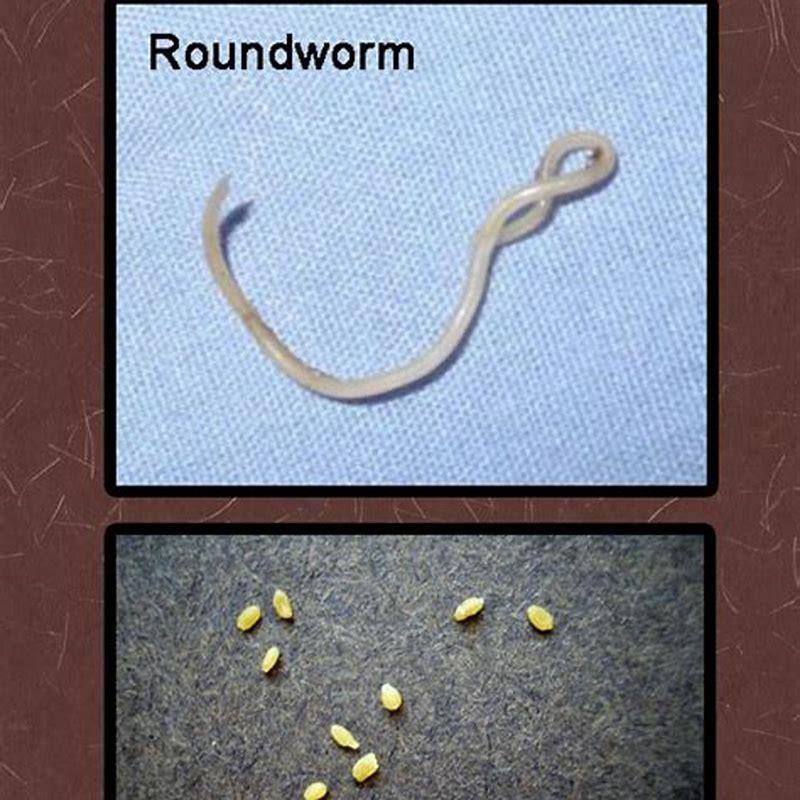 How did my indoor cat get tapeworms?