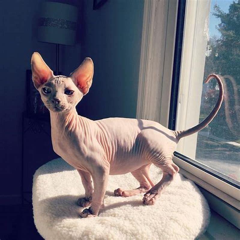 How did Sphynx cats become hairless?