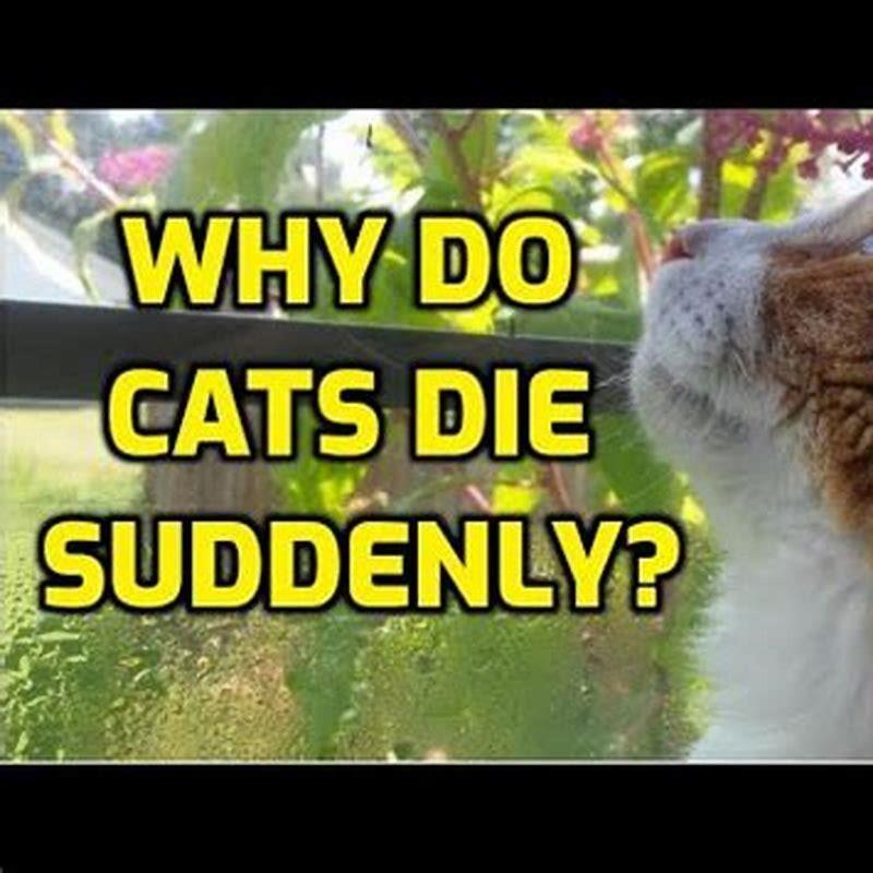 How do cats die suddenly?