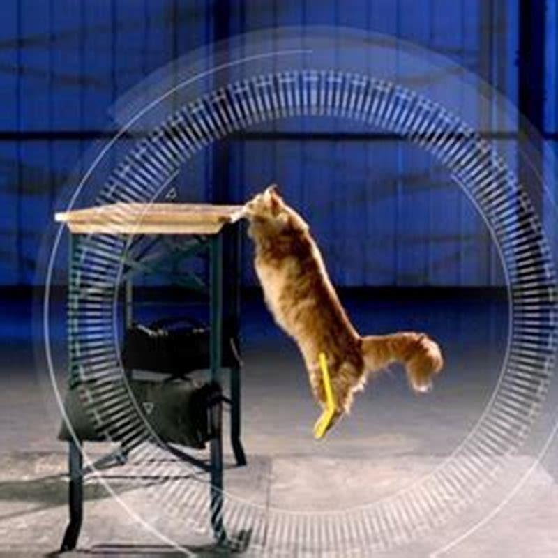 How do cats jump straight up?