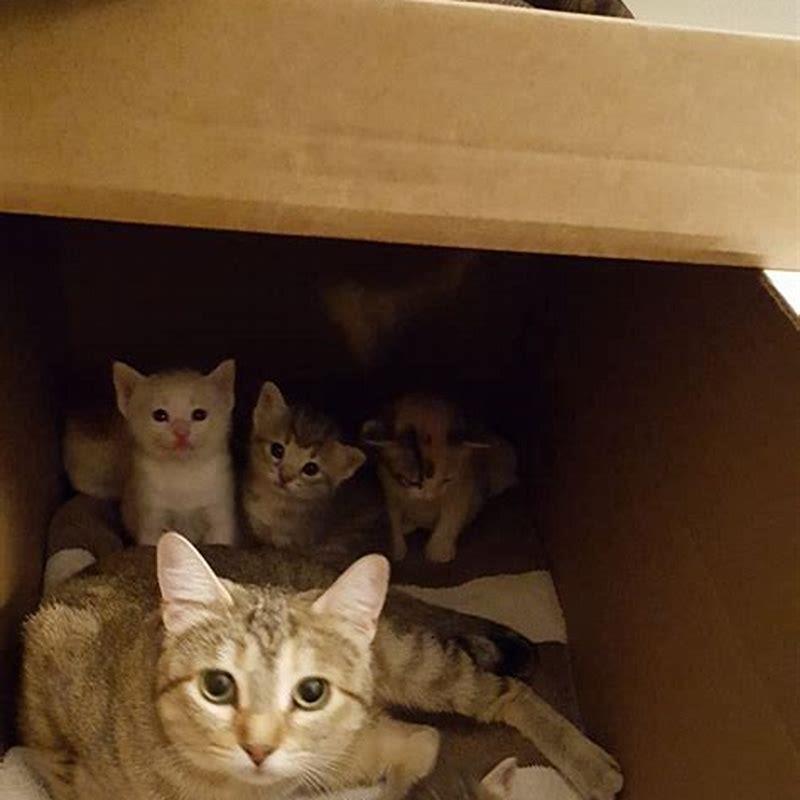 How do cats survive in their environment?