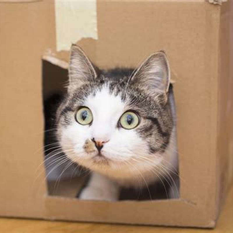 How do I get my cat to play by itself?