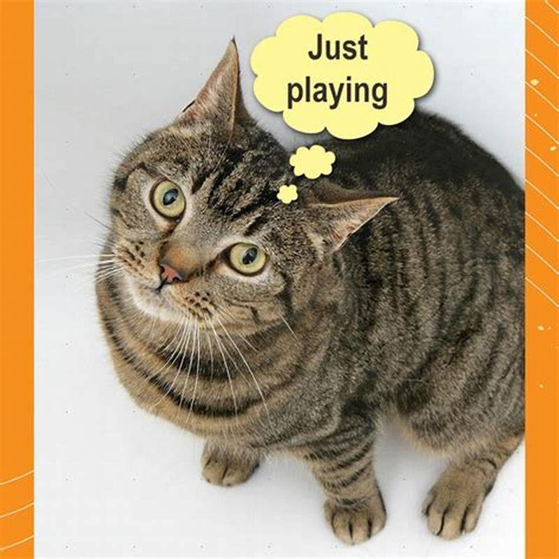 How do I get my cat to stop attacking my cat?